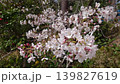 Close-up of Somei Yoshino cherry blossoms in full bloom, adding color to spring. 139827619
