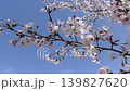 Cherry blossoms in full bloom against a blue sky: a scene of spring in full glory. 139827620