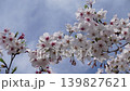 Cherry blossoms in full bloom stand out against the blue sky, a refreshing spring scene. 139827621