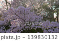 長野 高遠城址公園 満開の桜 139830132