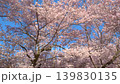 長野 高遠城址公園 満開の桜 139830135