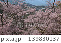 長野 高遠城址公園 満開の桜 139830137