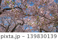 長野 高遠城址公園 満開の桜 139830139