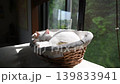 A white cat sleeping peacefully in a basket by the window, surrounded by lush greenery. 139833941