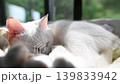 A close-up of a white cat sleeping peacefully with its eyes closed in a soothing light. 139833942