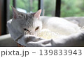 A white cat sleeps in a basket by the window, its back against a softly blurred background. 139833943