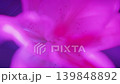 Flower, red, lily, petals, light and shadow, skeleton, shimmer, C-UP, HS 139848892