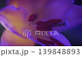 Flower, red, green, purple, lily, petals, light and shadow, skeleton, shimmer, C-UP, HS 139848893