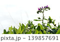 Wild bell flower swaying in wind. 139857691