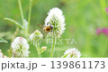 Bumblebee collects flower nectar at sunny day. Bumble bee in macro shot in slow motion. 139861173