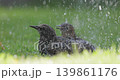 Starling escapes from the heat and swims. 139861176