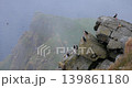 Atlantic puffin (Fratercula arctica), on the rock on the island of Runde (Norway). 139861180