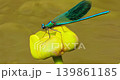 Beautiful demoiselle (Calopteryx virgo) is a European damselfly belonging to the family Calopterygidae. It is often found along fast-flowing waters where it is most at home. 139861185