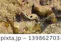 underwater life at low tide, various corals, crabs on rocks and underwater, fish and other marine life, sea cucumber, sea tentacles 139862703