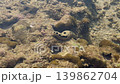 underwater life at low tide, various corals, crabs on rocks and underwater, fish and other marine life, sea cucumber, sea tentacles 139862704
