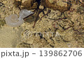 underwater life at low tide, various corals, crabs on rocks and underwater, fish and other marine life, sea cucumber, sea tentacles 139862706