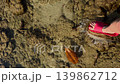 underwater life at low tide, various corals, crabs on rocks and underwater, fish and other marine life, sea cucumber, sea tentacles 139862712