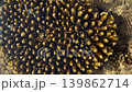 underwater life at low tide, various corals, crabs on rocks and underwater, fish and other marine life, sea cucumber, sea tentacles 139862714