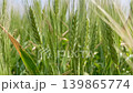 Sunlit Green Wheat Field in Early Morning 139865774