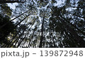 View of top view tree on farm located at Thailand 139872948