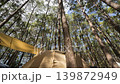Camping tent under big tree 139872949