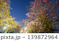 Thai blossom flower at winter time located at north of Thailand 139872964