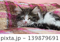 A sleepy Norwegian Forest Cat kitten 139879691