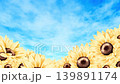 Sunflowers and a blue sky. 139891174