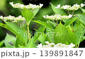 瑞々しい新緑の葉と開花を始めたガクアジサイ(額紫陽花) 瑞々しい新緑の葉と開花を始めたガクアジサイ(額紫陽花) 139891847