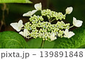 開花を始めたガクアジサイ(額紫陽花)のクローズアップ 開花を始めたガクアジサイ(額紫陽花)のクローズアップ 139891848