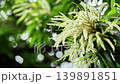 初夏の光を浴びて咲くクリ(栗)の花と新緑 初夏の光を浴びて咲くクリ(栗)の花と新緑 139891851
