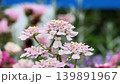 色鮮やかな花々を背景に咲くイベリス(キャンディタフト) 色鮮やかな花々を背景に咲くイベリス(キャンディタフト) 139891967