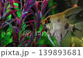 Ornamental fish swim peacefully in a home aquarium. 139893681