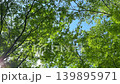 The trees in the forest, with their beautiful new leaves swaying in the wind. 139895971