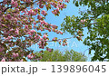 Yaezakura in Hokkaido 139896045