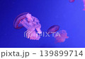 Beautiful blurred jellyfish 4K video footage, blur abstract background, marine video clip, sea nature beautiful creature 139899714
