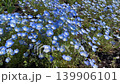 A breathtaking view of a field of blue nemophila flowers rippling in the sunlight. 139906101