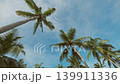 Blue sky with tall green coconut palm trees 139911336
