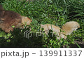 Small yellow chickens in green grass  139911337