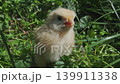 Small yellow chicken standing in green grass 139911338