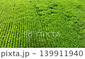 稻田 139911940