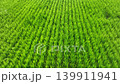 稻田 139911941
