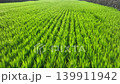 稻田 139911942