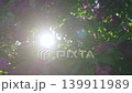 4k, A close-up view of sunlight streaming through lilac flowers and foliage, fluttering in the wind 139911989