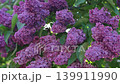 4k, A close-up view of sunlight streaming through lilac flowers and foliage, fluttering in the wind 139911990