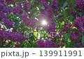 4k, A close-up view of sunlight streaming through lilac flowers and foliage, fluttering in the wind 139911991