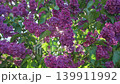 4k, A close-up view of sunlight streaming through lilac flowers and foliage, fluttering in the wind 139911992