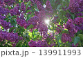 4k, A close-up view of sunlight streaming through lilac flowers and foliage, fluttering in the wind 139911993
