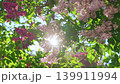 4k, A close-up view of sunlight streaming through lilac flowers and foliage, fluttering in the wind 139911994