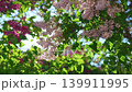4k, A close-up view of sunlight streaming through lilac flowers and foliage, fluttering in the wind 139911995